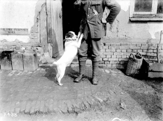 The dog? Really? You gotta bring the dog into this?